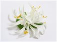 White Extra Small Spider Lily Hair Clip 3.75&quot;