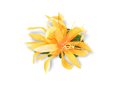 Saffron Yellow Extra Small Spider Lily Hair Clip 3.75&quot;