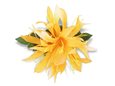 Saffron Yellow Small Spider Lily Hair Clip 4.5&quot;