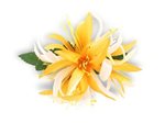 Saffron Yellow & White Small Spider Lily Hair Clip 4.5"