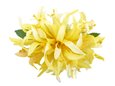 Lemon Yellow Large Spider Lily Hair Clip 6&quot;